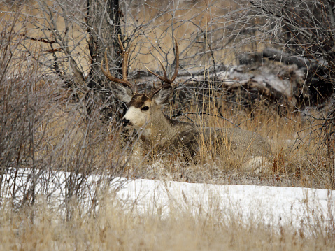 Mule Deer Buck bedded down in East Central Idaho.