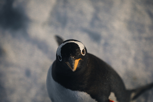 Natural behaviors of the Chinstrap, King, Juanito, Adelia, Saltarrocas and Macaroni penguins, in a state of conservation for the recovery of their species.\nBehavior and physiognomy of penguins.