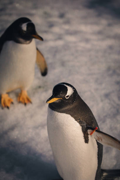 istock Penguins in conservation and different species 2013089276