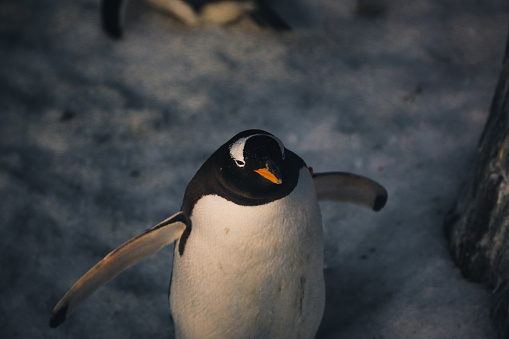 Natural behaviors of the Chinstrap, King, Juanito, Adelia, Saltarrocas and Macaroni penguins, in a state of conservation for the recovery of their species.\nBehavior and physiognomy of penguins.