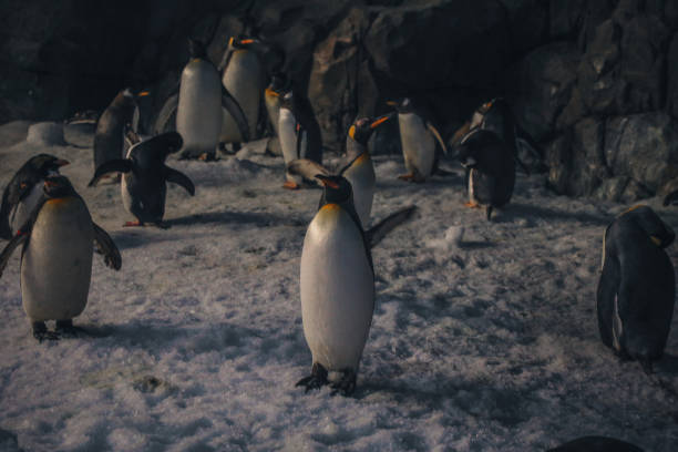 istock Penguins in conservation and different species 2013089788