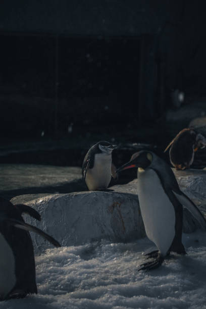 istock Penguins in conservation and different species 2013089851