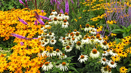 A sunny  group of yellow and orange-brown Rudbeckia hirta flowers in a garden