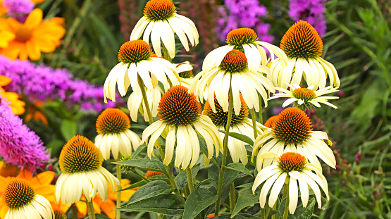 Purple and orange perennial cone flowers Echinacea Purpurea in a botanical garden.