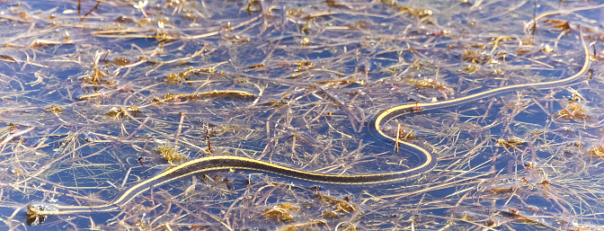 Coast Garter Snake Adult Swimming in a Pond. Pleasanton Ridge Regional Park, Alameda County, California.