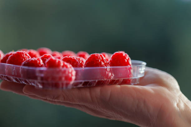 A woman's hand holds a raspberry in a plastic box