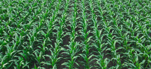 istock Corn Plantation in the Field, Panorama of Corn Plantation 2013117882