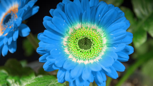 Blue Gerbera Open Flowers with Green Insert in Time Lapse on a Black Background. Two Dark Blue Daisies Growing and Blooming in Timelapse
