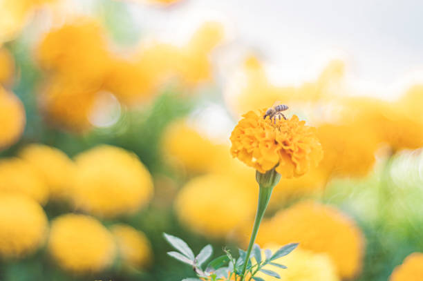 Yellow flowers with a bee eating pollen, Apis mellifera.