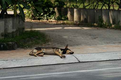 Stray Dog Resting on Sidewalk in a Quiet Tropical Neighborhood