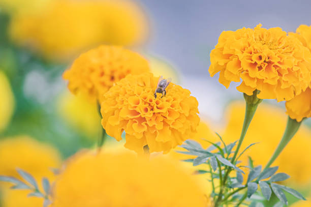 photo of yellow Tagetes erecta plant