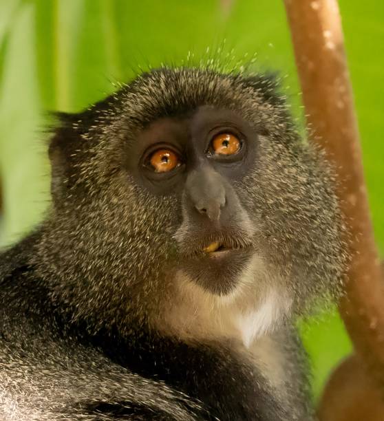 istock Wild monkey face close up Tanzania 2013152170