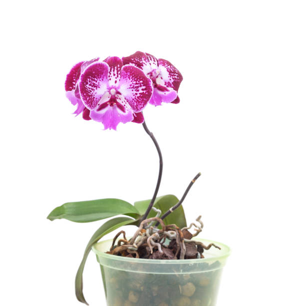 White Orchid Plant in a Charming Light Blue & White Pot with a Sage Green Tray on a White Table with a Neutral Background.