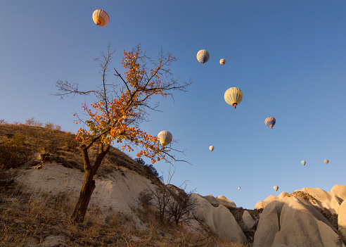 A Balloon Tree in the Cappadocia region