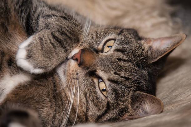 istock The gray cat lazy after a long walk 2013183522
