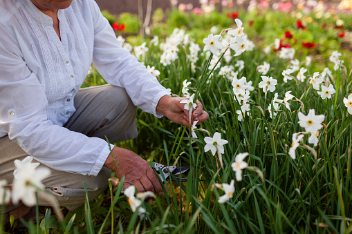 Middle-aged gardener picking daffodil flowers in spring garden. Senior woman cuts stem with pruner and arranging narcissus blooms in bouquet. Gardening. Close up