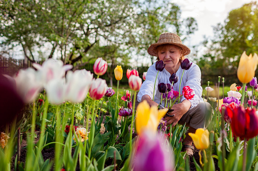 Happy senior gardener picking tulips flowers in spring garden. Retired woman hugging blooms holding pruner among blossoms. Gardening hobby