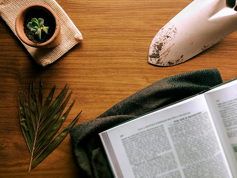 Composition with a old book and a plant on wooden background. Landscaping mockup. Flat lay, top view.