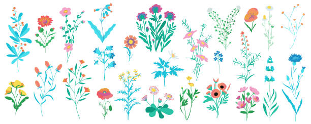 kwiaty polne mega zestaw w kreskówkowej szacie graficznej. połącz elementy rumianku, chabra, maku, dzwonka, stokrotki i innych polnych kwiatów i kwitnących ziół. ilustracja wektorowa izolowane obiekty - wildflower set poppy daisy stock illustrations