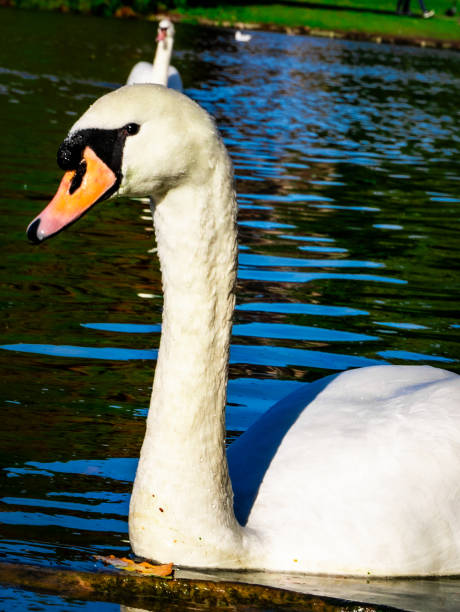 istock Swans of Autumn 2013212289