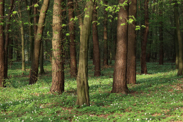 Spring Anemone. Anemones blooming in the deciduous trees. Beautiful spring flowers in the forest. Green forest. Blossoming wood anemone (Anemone nemorosa) in forests. Beautiful landscape. Horizontal
