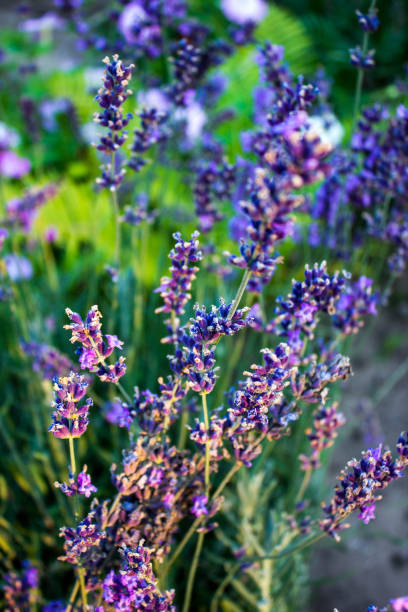 istock lavender blue flower in garden 2013225359