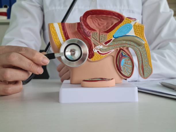 istock Male urinary system model with doctor hand holding stethoscope near by 2013245622