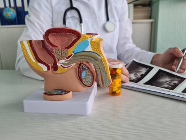 istock Male urinary system model in doctors office with ultrasound image in background 2013245625