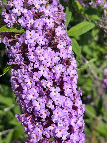 Beautiful purple flowers in the garden