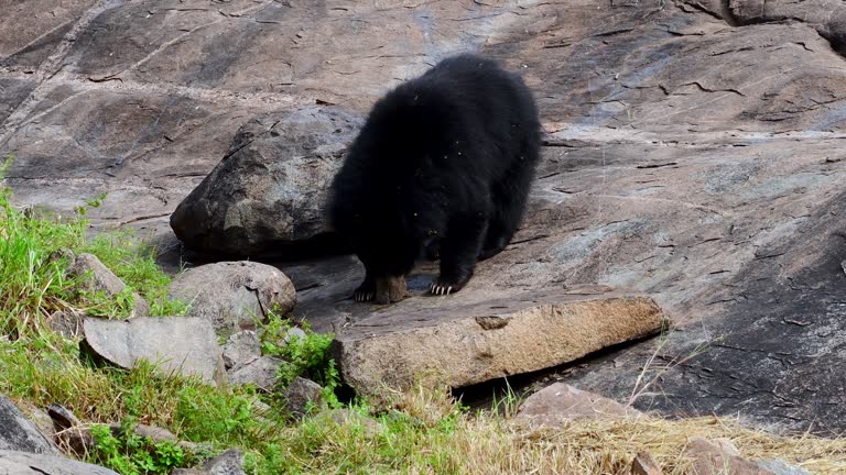 Indian sloth bear or Melursus ursinus seen in Daroji Sloth Bear Sanctuary