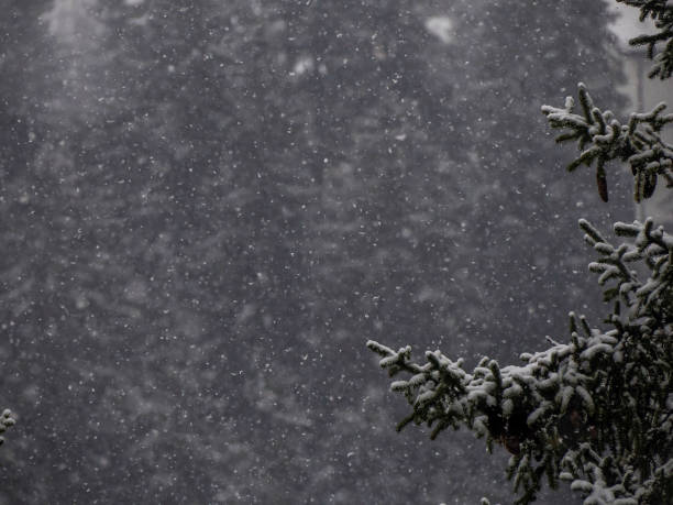 snow falling on dolomites pine tree branches in mountain winter panorama