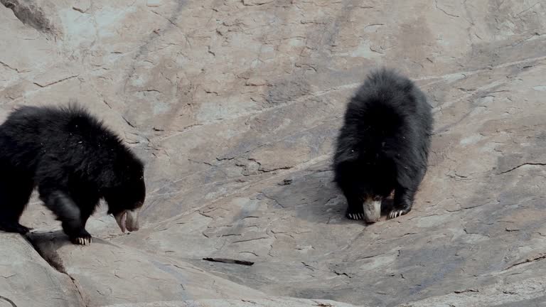 Indian sloth bear or Melursus ursinus seen in Daroji Sloth Bear Sanctuary