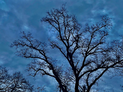 Spooky tree branches silhouette against dark blue sky.
