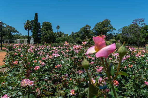 istock Dozens of roses 2013248866