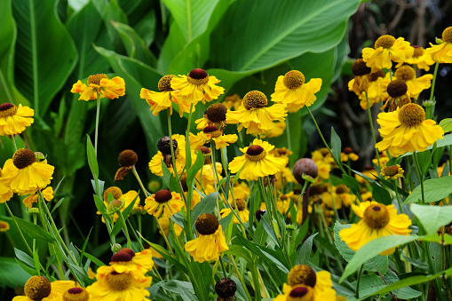 Yellow helenium sneezeweed 'wesergold' in flower