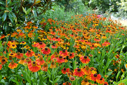 Orange helenium sneezeweed 'Sahin's Early Flowerer' in flower