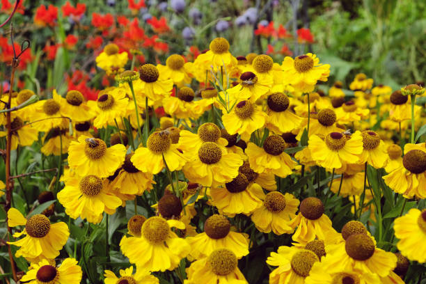 istock Yellow helenium sneezeweed 'wesergold' in flower 2013249370