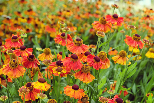 Orange helenium sneezeweed 'Sahin's Early Flowerer' in flower