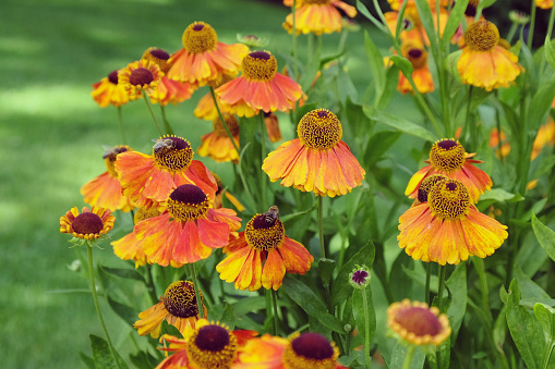 Orange helenium sneezeweed 'Sahin's Early Flowerer' in flower