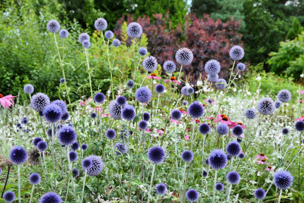 istock Echinops ritro Veitch's Blue globe thistle in flower 2013250447