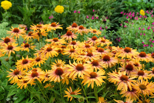 istock Orange Echinacea coneflower 'Big Kahuna' in flower 2013251504