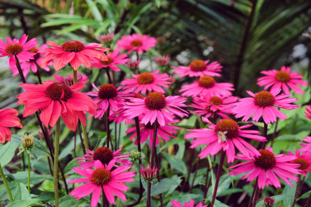 istock Pink Echinacea coneflower 'Sensation Pink' in flower 2013251510