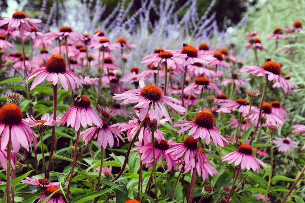 istock Pink Echinacea coneflower 'Pink Parasol' in flower 2013251518