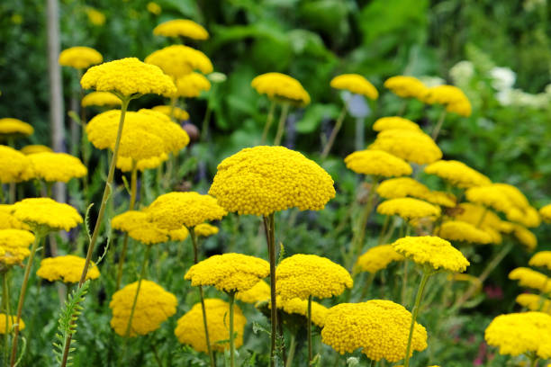 Yellow achillea, also known as Fernleaf Yarrow or golden yarrow in flower Yellow achillea, also known as Fernleaf Yarrow or golden yarrow in flower fernleaf yarrow in garden stock pictures, royalty-free photos & images