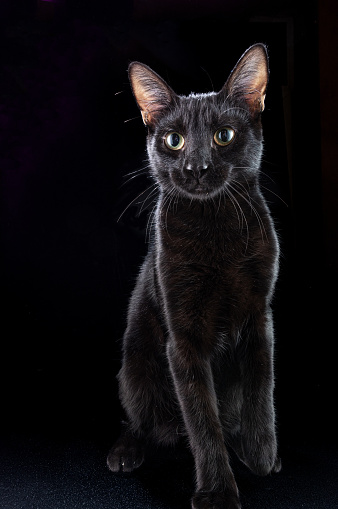 Beautiful black cat on a black background. The cat is sitting. Cat with big eyes. A pet. Vertical frame.