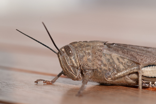 close-up image of a grasshopper on a wooden table in the open air outside
