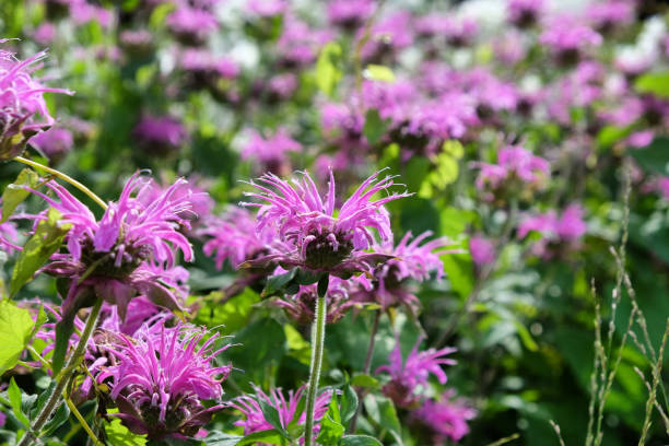 istock Purple Monarda Blaustrumpf 'beebalm' in flower 2013255727