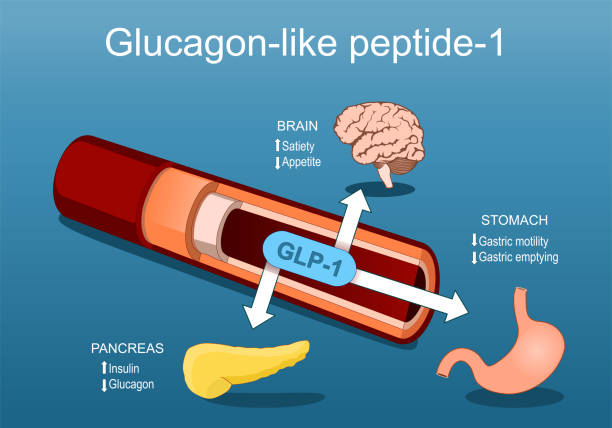 Glucagon-like peptide-1. GLP-1 from blood vessel to pancreas, brain and stomach. vector art illustration