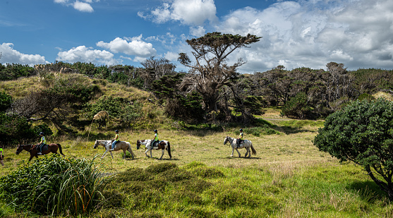 Muriwai Beach is a travel destination offering a variety of outdoor recreational activities, including guided horseback tours through the coastal dunes, adjacent forests and black sand beaches.