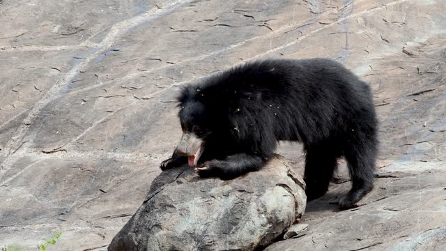 Indian sloth bear or Melursus ursinus seen in Daroji Sloth Bear Sanctuary